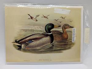 lot 4046 image: John Gould Mallard Duck Print
