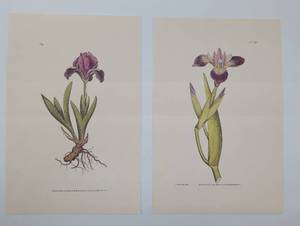 lot 4051 image: Purple Iris Botanical Prints, Set of 2 - Artist W. Curtis