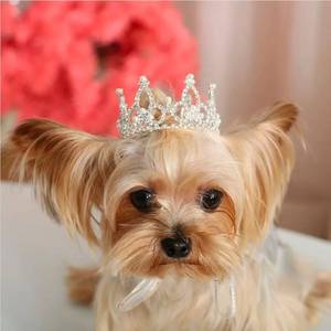 lot 69387 image: Crystal and Pearl Pet Crown Tiara - Retail $25