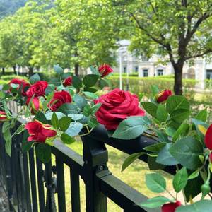 lot 17354 image: Shyshining 5.9FT Bendable Rose Flower Garlands, Artificial Silk Wild Roses Vine Hanging Flowers for Wall Fireplace Fence Table centerpieces Trellis Wedding Indoor Outdoor Spring Decor��Red,1PC�� - Retail $19