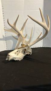 Natural Whitetail Deer Skull with 8-Point Antlers
