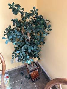 lot 528 image: Artificial Ficus Tree with Decorative Planter 5 ft