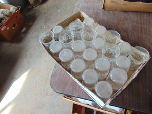 lot 3524 image: Gold Rimmed Frosted Glasses - Juice Size