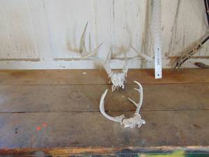 lot 3555 image: 2 Sets Of Antlers