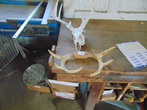 lot 3556 image: 2 Sets of Antlers