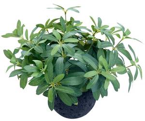 lot 6039 image: AlphaAcc 9.5 Artificial Plants with Olive Leaves Real Looking Faux Plants Fake Greenery Potted in Black Round Ball Planter for Tabletop Bathroom Kitchen Office Housewarming Gift Home Decor