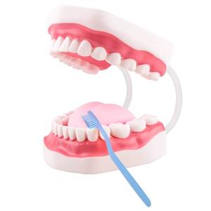 lot 11910 image: Ultrassist Mouth Model White Hinge for Speech Therapy, Ideal Brushing Teaching Dental Teeth Model for Kids and Children, 6 Times Enlarge, Includes Toothbrush