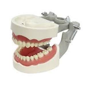 lot 12332 image: Dental Teaching Model with Articulating Teeth