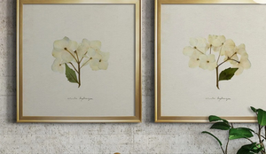 lot 43502 image: Cornales Hydrangea Framed Botanical Art Set (26 34x 26 34 each)