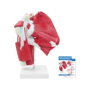 lot 4246 image: SFXYJ Shoulder Joint Muscled Model, 11 Life Size Human Complete Shoulder Anatomy Model Musculature from Rotator Cuff to Subscapular Tendon Muscles with Product Manual for Medical Study Training