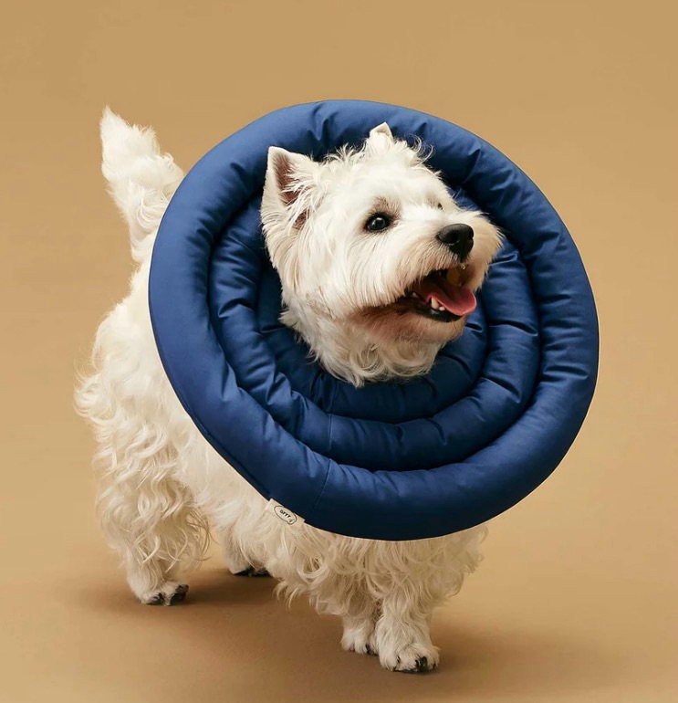 lot 5386056 image: Dog padded neck cone collar xxxl - Retail $26