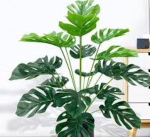 lot 4252 image: 28 Inch Artificial Monstera Deliciosa Plant