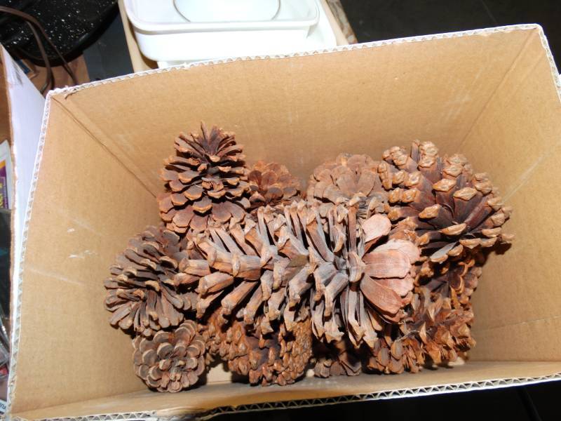lot 10692 image: Box of Decorative Pinecones