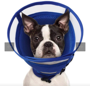 lot 5525 image: AuraPaw Dog Cone for Dogs After Surgery,Foldable Dogs Cone Collar