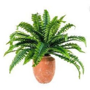 Faux 30" Boston Fern in Rustic Terracotta Planter