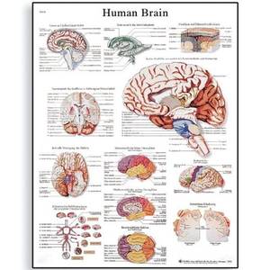 lot 16000 image: 3B Scientific VR1615L Glossy Laminated Paper Human Brain Anatomical Chart, Poster Size 20 Width x 26 Height