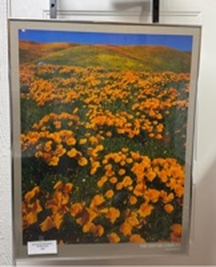 lot 16 image: California Poppy Field Framed Photography Print
