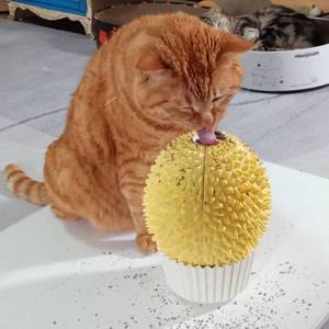 lot 11746 image: Miwoowim Catnip Feeder and Self Grooming Toys - Cat Face Scratcher, Wall Corner Massage Comb for Indoor Cats (yellow)