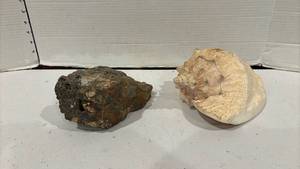 lot 1797 image: Large Seashell and a Fossil Rock