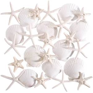 lot 3920 image: PPCLION 24 PCS Natural Starfish 2-4 and Scallop Shell for Crafts Making Beach Theme Party Wedding Decoration, Home Wall Decor, Christmas Ornaments - Retail $10