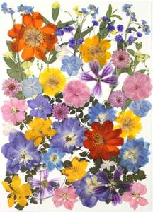 lot 4586 image: 17 Types Retro Dried Pressed Flowers Leaf Plant Herbarium for DIY Resin Jewelry Making Floral Decors(Muti Color) - Retail $10