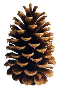 lot 5459 image: 10 Large PineCones 4 to 6in Tall Bulk Package All Natural, Bug Free, and Perfect for Crafting for Home Accent Decor Pine Cones - UNSCENTED (10)