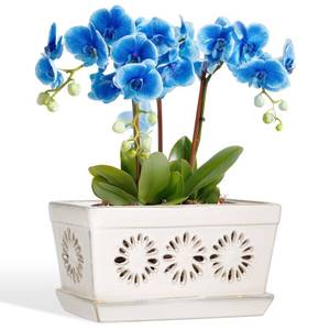 lot 5489 image: EFISPSS Orchid Pot with Holes, 10 Inch Plant Pots with Drainage Holes and Saucer, Rectangle Flower Pots IndoorOutdoor, Promoting Air Circulation - White - Retail $36