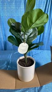 lot 3019 image: Threshold 25-inch Fiddle Leaf Faux Plant