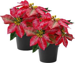 lot 2578 image: Poinsettias Artificial Christmas Flowers Tabletop 2 Pack Small Poinsettia Plant Artificial 9 Inch Red Faux Winter Flowers for Xmas Ornament Porch Home Garden Decorations