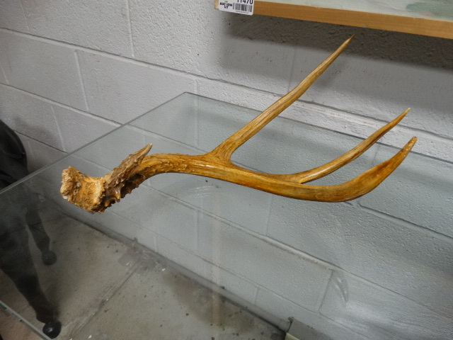 lot 11488 image: 4 point deer antler