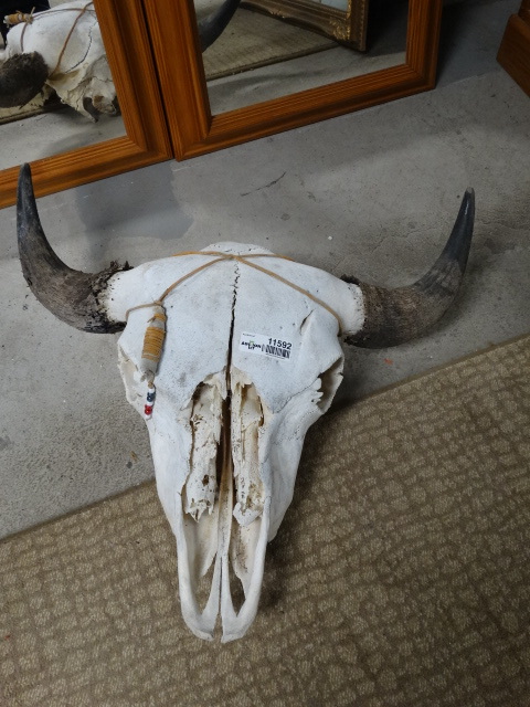 lot 11592 image: Buffalo Skull