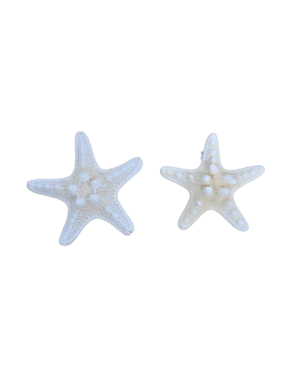 lot 34366 image: White Starfish Hair Clips Set of 2