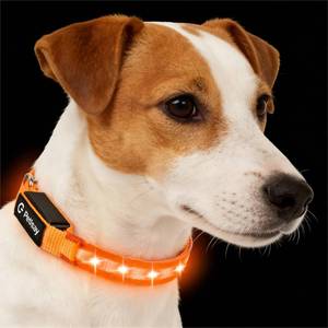 lot 18255 image: LED Dog Collar for Small Dogs Cats - Fully Waterproof and Adjustable Glow Collar - USB-C Rechargeable for Night Walking, Safety - Flashing Lighted Collar for Dogs(Orange,S)