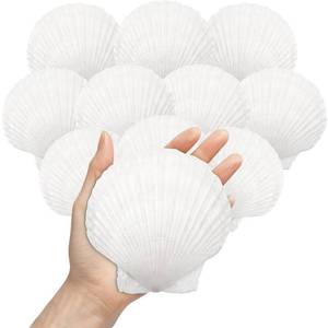 lot 20303 image: ZWLIYCHN 4-5 Inch Large Natural Scallop Shells 10PCS White Sea Shells for DIY Crafts Real Seashells for Cooking Baking Ocean Beach Themed Party Decorations Christmas Ornaments (7 pieces)
