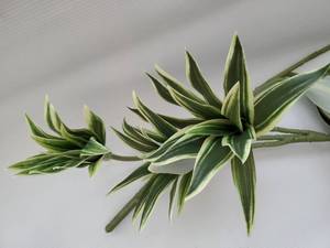 lot 62400 image: Artificial Dracaena Reflexa Plant, Fake Plastic Branches 18.5 Realistic Shrubs Leaves Stems Faux Plants for Indoor Outdoor Bathroom Potted Wedding Party Planter Filler DIY Decoration Yellow 2 Pack - Retail $15
