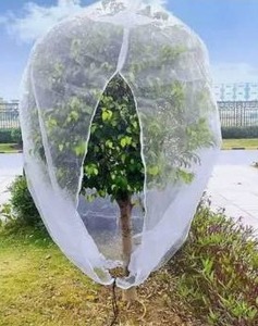 lot 10704 image: Cyrico Tree Net