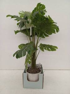 lot 10933 image: 34 Inch Monstera Plant With White Ribbed Pot
