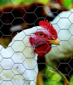 lot 28 image: YardGard Poultry Netting Galvanized 2 Mesh Poultry Fence, 48-in x 50-ft roll
