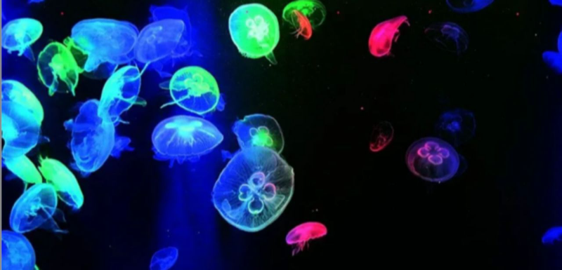 lot 116 image: VIP.LINE Jellyfish Aquarium Background Poster PVC Fish Tank Decorations Landscape (48 x 16 122 x 41cm)