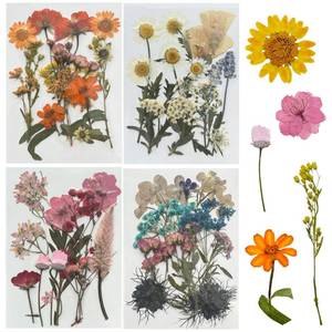 lot 4466 image: Woohome 4 Packs Real Pressed Flowers, 60 PCS Dried Pressed Flowers Colorful Real Pressed Flowers for Resin Nail Art Scrapbooking Candle Jewelry Making Real Dried Pressed Flowers Resin Supplies Kit