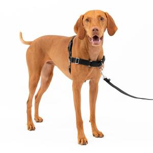 lot 12278 image: PetSafe Easy Walk Harness for Dogs - Pull-Free Walks - Patented Martingale Loop Design - Front Chest Leash Attachment - Comfort Straps - Breathable Harness Design - Medium, BlackSilver