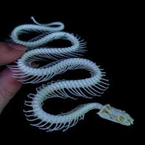 lot 20327 image: Taxidermy Real Animals Skull Decor - Model Animals Bones Specimen,Taxidermy Supplies for Science Education,Collection (Snake Skeleton)