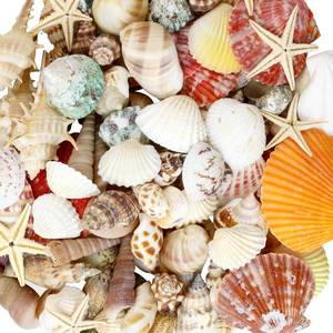 lot 4346 image: WEOXPR Mixed Sea Shells, 100 Pcs Beach Seashells Starfish, Various Sizes Ocean Seashells for Fish Tank Vase Fillers, Beach Theme Party Wedding Decor, Candle Making, DIY Crafts