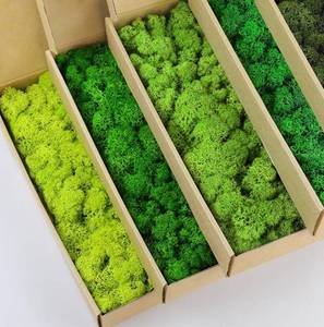 lot 5409 image: prefleur 5 Color Mix Pack Preserved Reindeer Moss Natural Green DIY Kit Gardenning Art Wall Decor Florist Decor (1 lb)(Green-01 Green-02 Green-03 Green-04 Green-06)