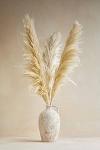 lot 6212 image: Pampas Grass