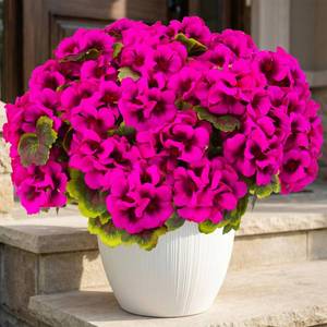 lot 11914 image: lovemoon 16 Pcs Artificial Geranium Plant Realistic Silk Flowers for Outside UV Resistant Faux Geraniums Flowers for Indoor Outdoor Home Garden Office Decoration (16, Rose Red)