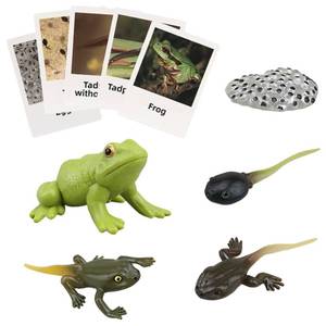 lot 4150 image: MIKNEKE Montessori Frog Life Cycle with Flash Cards, Plastic Insects Tadpole to Frog Kit Toy, Realistic Animal Figurines