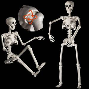 lot 16870 image: HBSTK 2Pack 36 Inches Pose-N-Stay Halloween Skeleton Life Size Full Body Posable Movable Jonints for Halloween Decoration Decor