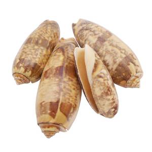 lot 58091 image: JJGQAZ 10 PCS Natural Starfish Sea Shells Hermit Crab Shells Medium to Large Growth Turbo Seashells for DIY Craft Home Decor Vase Fillers Making (Olive Shell, 2-4 inches) - Retail $14
