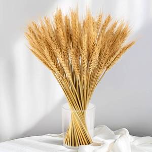 lot 7194 image: Sukh 100 Stems Dried Wheat Stalks for Decor - Sheaves Grass Natural Bunch Flowers Home Wedding Table Kitchen Boho Farmhouse Fall Arrangement DIY Decoration 12.9 Inches - Retail $9